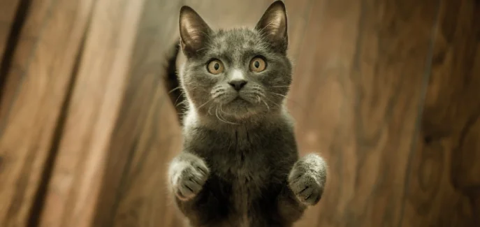 L'intelligenza del gatto... si allena